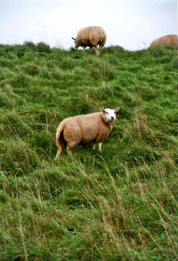 sheep