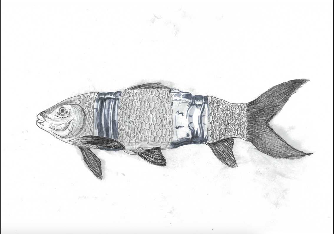plastic or fish?