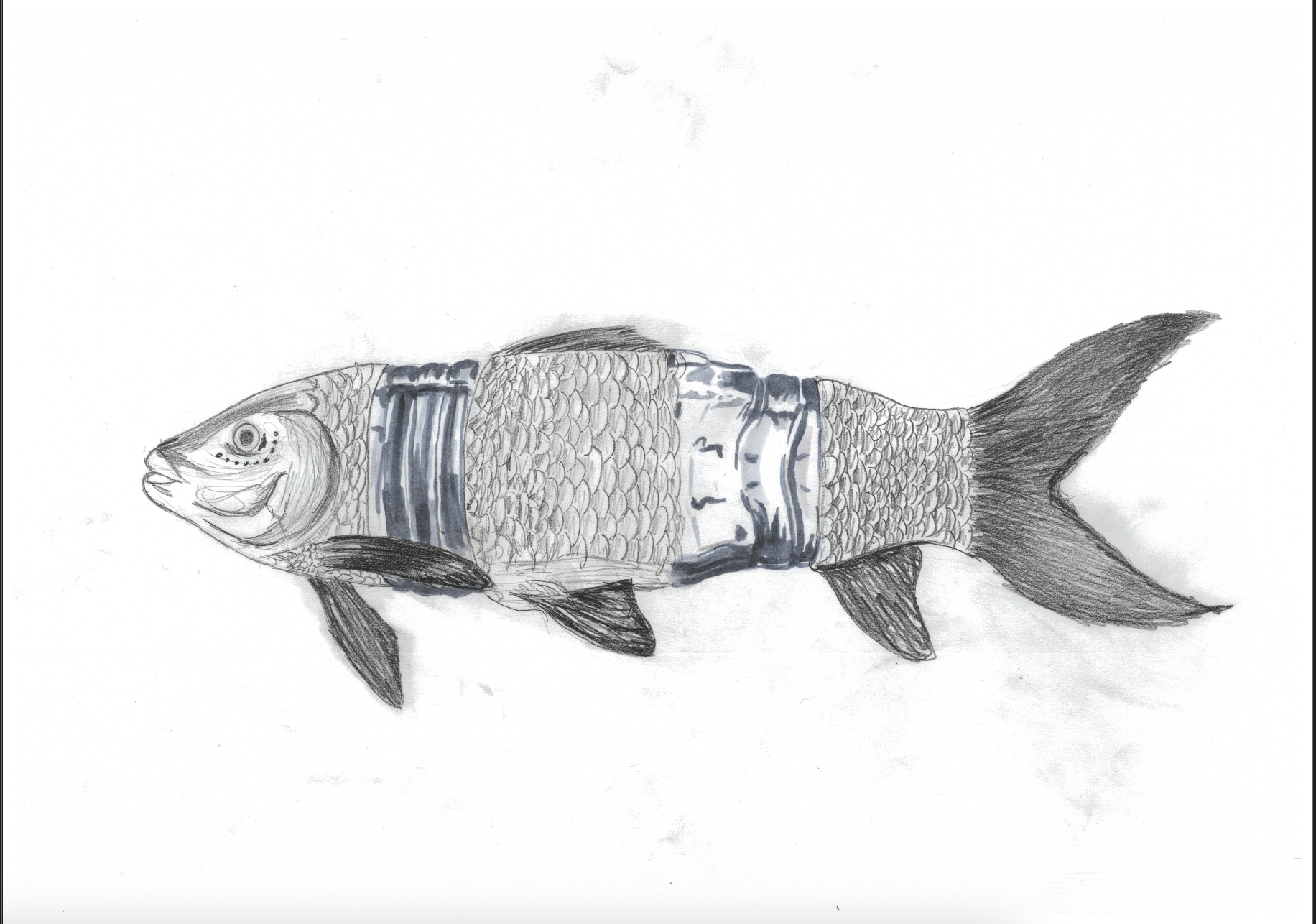 plastic or fish?